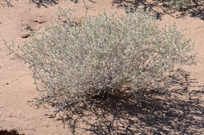 White Bursage is a shrub or subshrub, very drought tolerant species that thrives in the hot dry Mojave Desert (Sonoran as well). This native species was photographed near Hyder, Yuma, County, Arizona. Ambrosia dumosa White Bursage is a shrub or subshrub, very drought tolerant species that thrives in the hot dry Mojave Desert (Sonoran as well). This native species was photographed near Hyder, Yuma, County, Arizona. Ambrosia dumosa